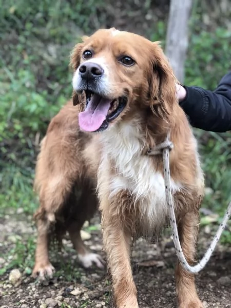 Marley, canile basso lazio | Foto 3