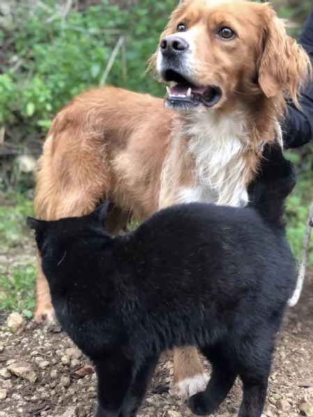 Marley, canile basso lazio | Foto 2