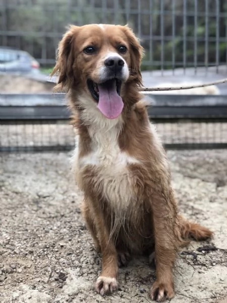 Marley, canile basso lazio | Foto 1