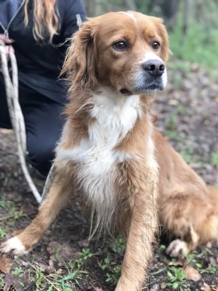 Marley, canile basso lazio | Foto 0