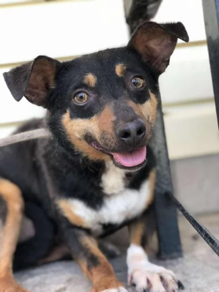 Molly, canile basso lazio | Foto 5