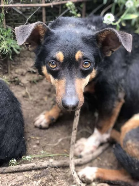 Molly, canile basso lazio | Foto 4