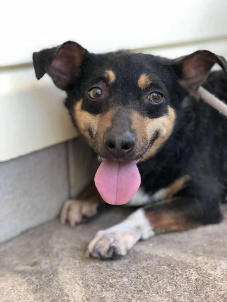 Molly, canile basso lazio | Foto 2