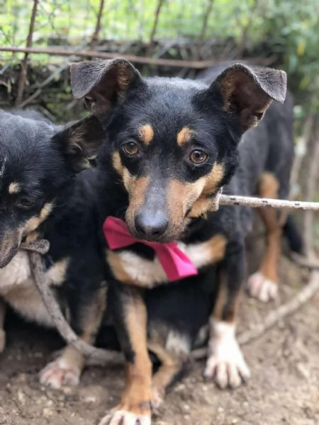 Molly, canile basso lazio | Foto 0