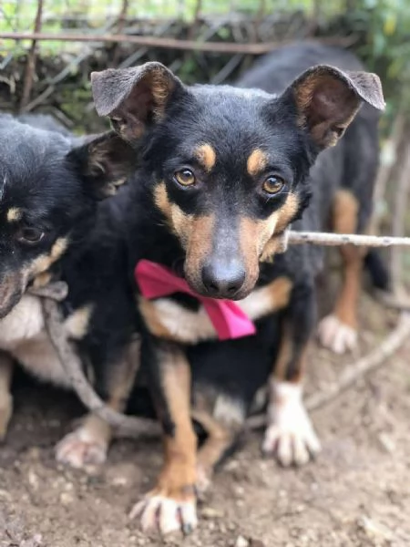 Molly, canile basso lazio