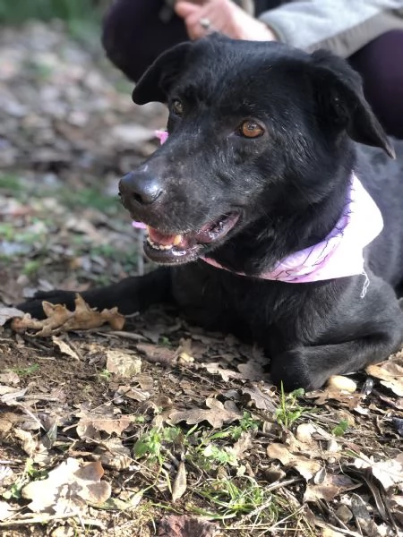 Mora, canile basso lazio