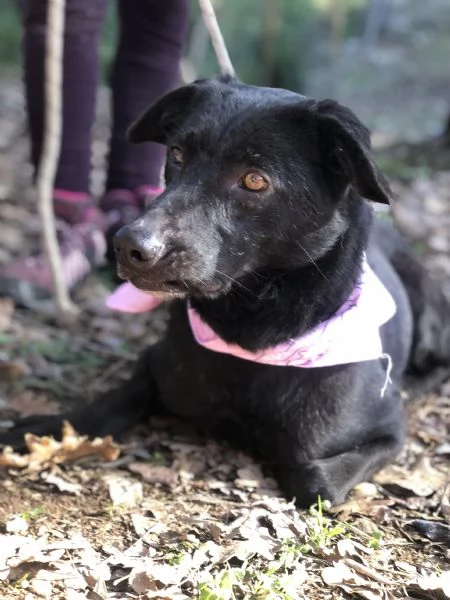 Mora, canile basso lazio | Foto 3