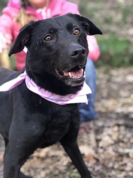 Mora, canile basso lazio | Foto 2