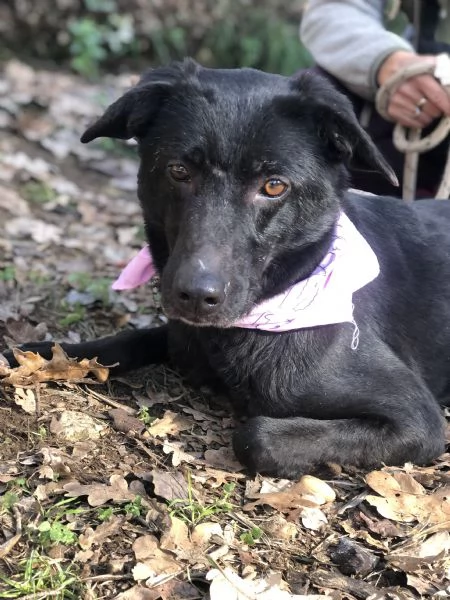 Mora, canile basso lazio | Foto 1