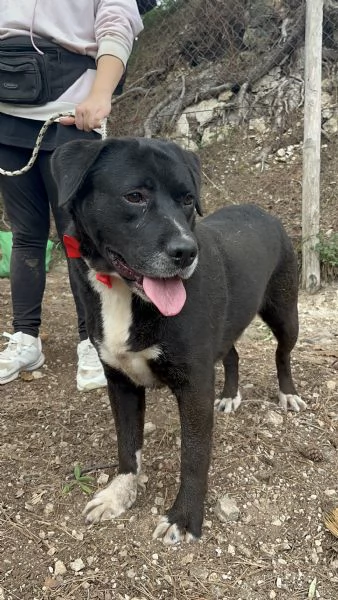 Pablo, canile basso lazio