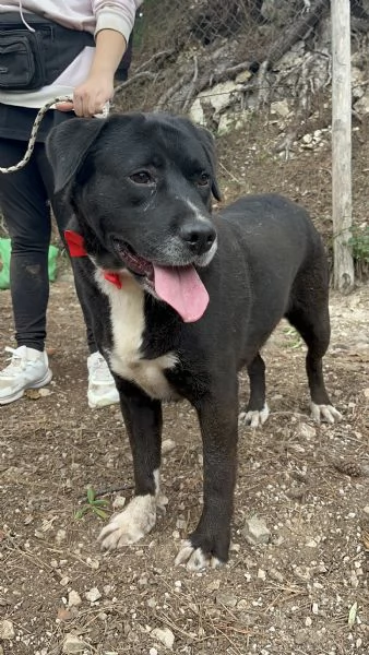 Pablo, canile basso lazio | Foto 4