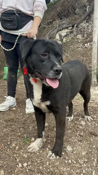 Pablo, canile basso lazio | Foto 3