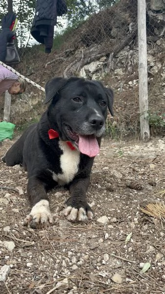 Pablo, canile basso lazio | Foto 1