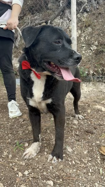 Pablo, canile basso lazio | Foto 0