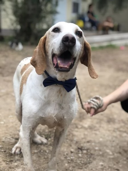 Pluto, canile basso lazio