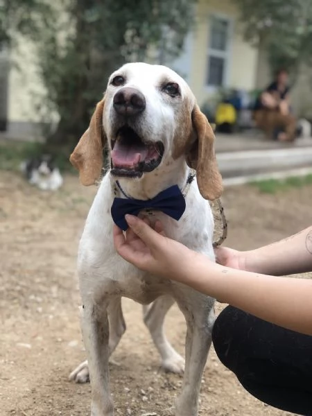 Pluto, canile basso lazio | Foto 5