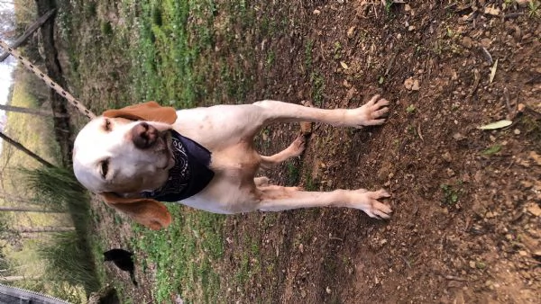 Pluto, canile basso lazio | Foto 4