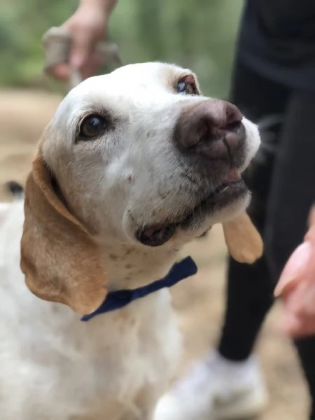 Pluto, canile basso lazio | Foto 2