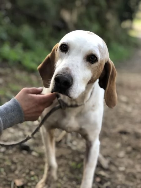 Pluto, canile basso lazio | Foto 1