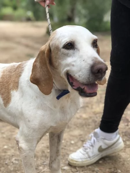 Pluto, canile basso lazio | Foto 0