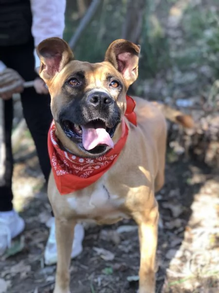 Punta, canile basso lazio | Foto 5