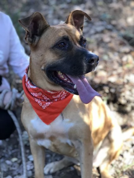 Punta, canile basso lazio | Foto 4