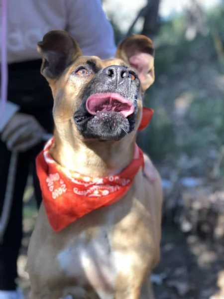 Punta, canile basso lazio | Foto 3