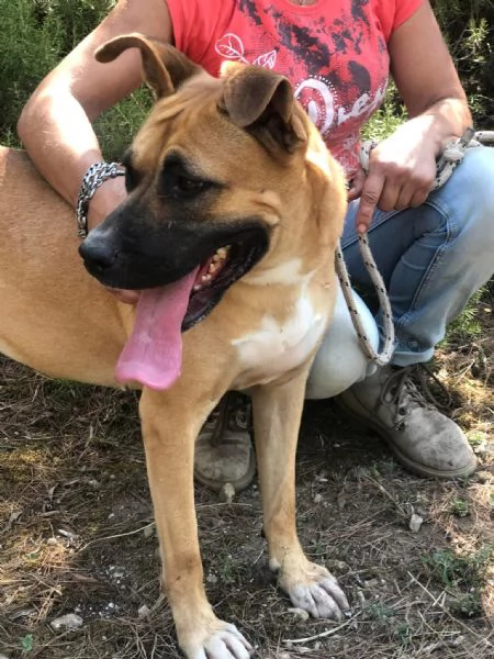 Punta, canile basso lazio | Foto 2