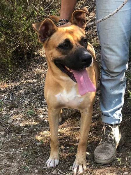 Punta, canile basso lazio | Foto 1