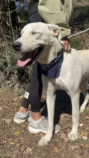 Raffaello, canile basso lazio | Foto 5