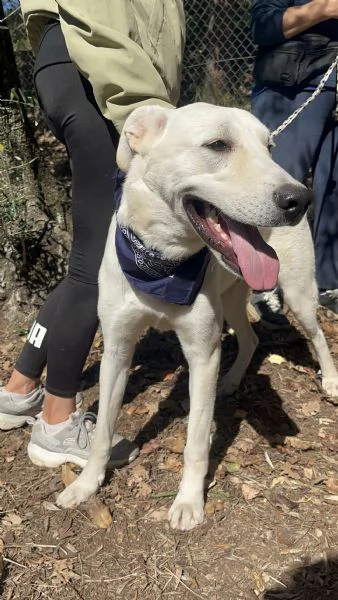 Raffaello, canile basso lazio | Foto 4