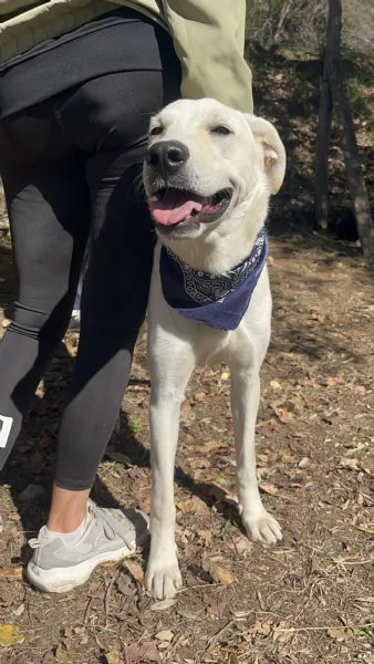 Raffaello, canile basso lazio | Foto 3