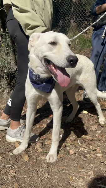 Raffaello, canile basso lazio | Foto 2