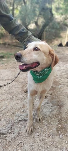 Muffin, canile basso lazio | Foto 4