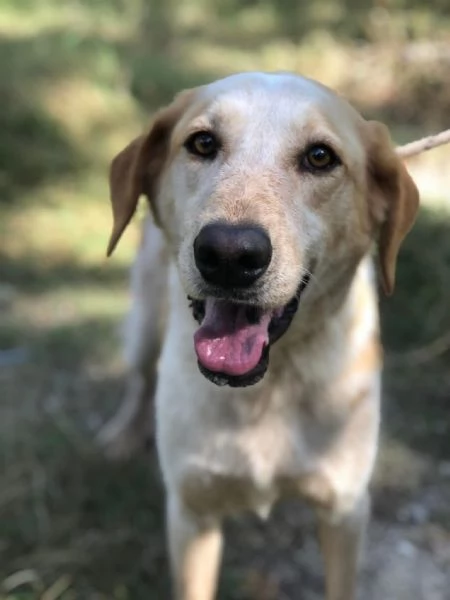 Muffin, canile basso lazio | Foto 3