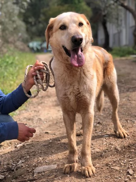 Muffin, canile basso lazio | Foto 1