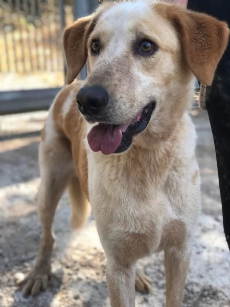 Muffin, canile basso lazio