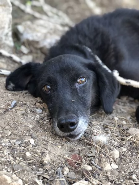 Rambo, canile basso lazio