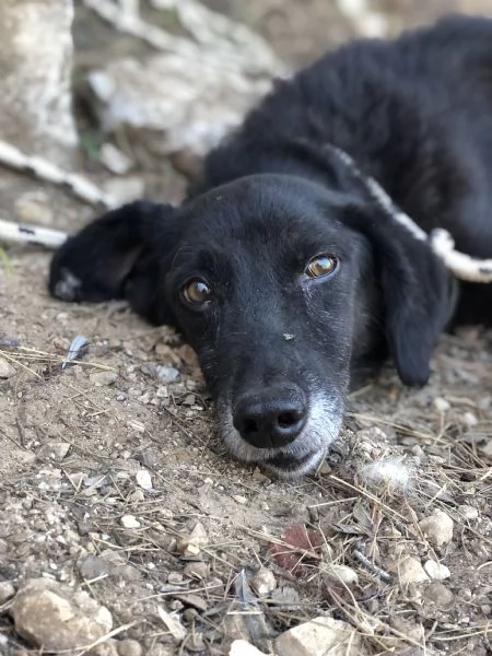 Rambo, canile basso lazio | Foto 4