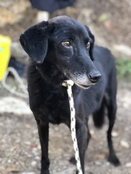 Rambo, canile basso lazio | Foto 2