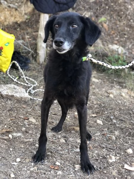 Rambo, canile basso lazio | Foto 1