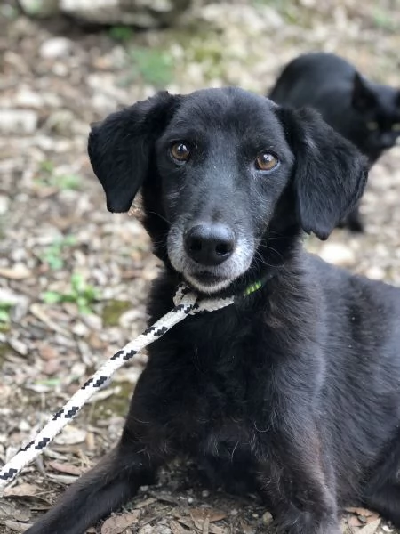 Rambo, canile basso lazio | Foto 0