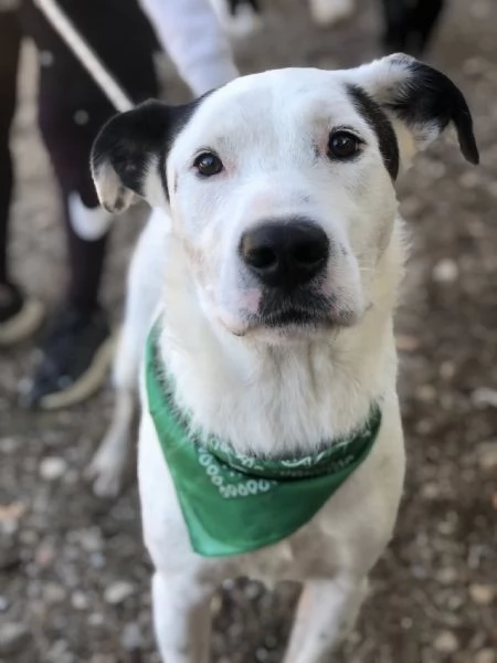 Stracciatella, canile basso lazio | Foto 4