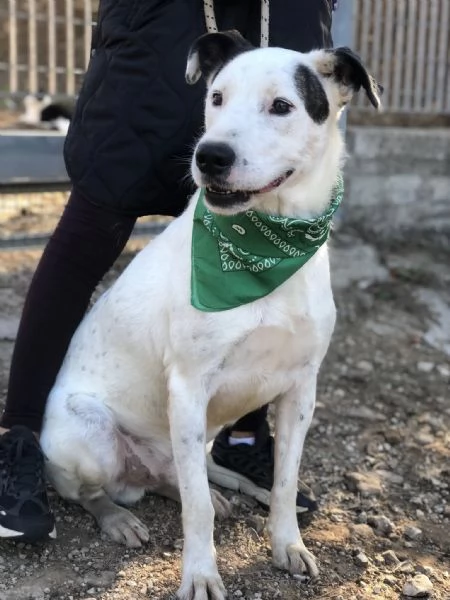 Stracciatella, canile basso lazio | Foto 3