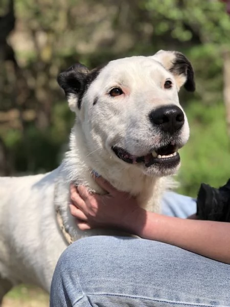 Stracciatella, canile basso lazio
