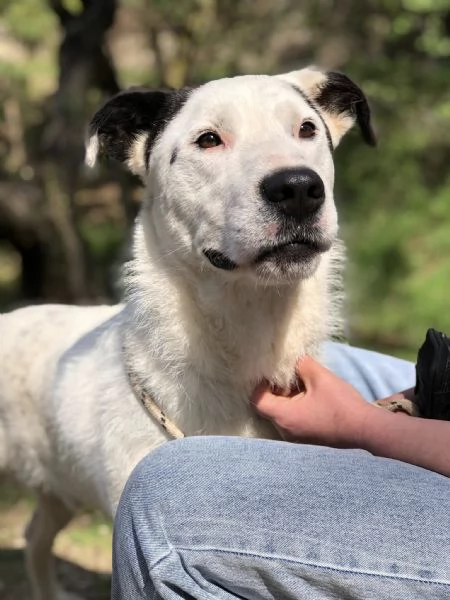 Stracciatella, canile basso lazio | Foto 2