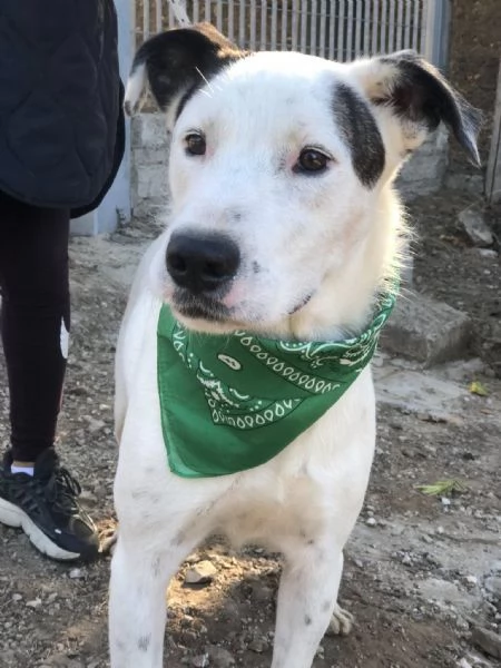 Stracciatella, canile basso lazio | Foto 1