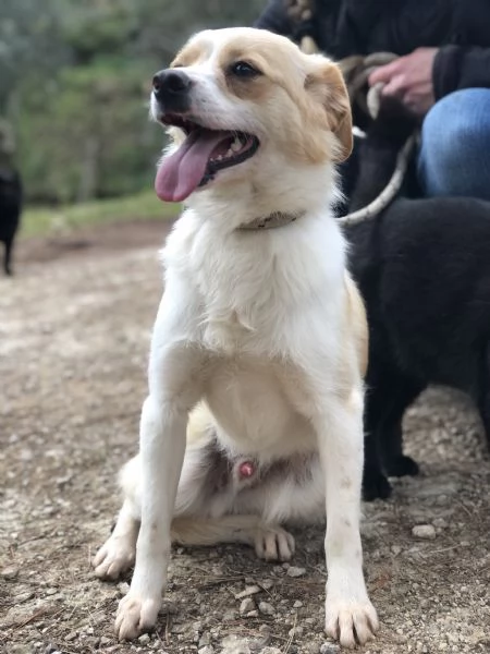 Topolino, canile basso lazio | Foto 3