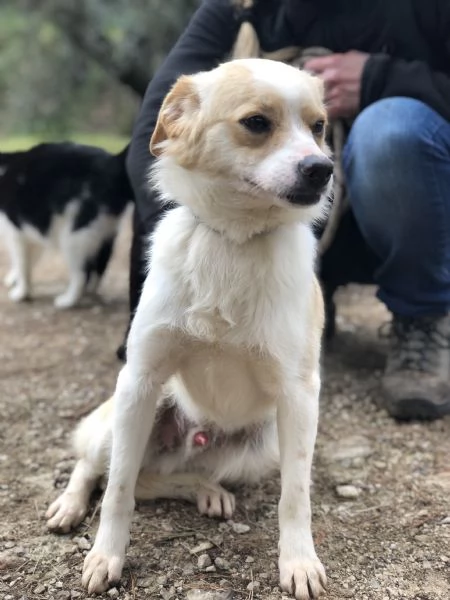 Topolino, canile basso lazio | Foto 2