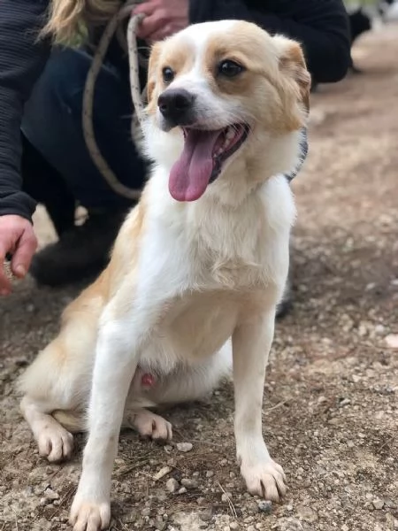 Topolino, canile basso lazio | Foto 1